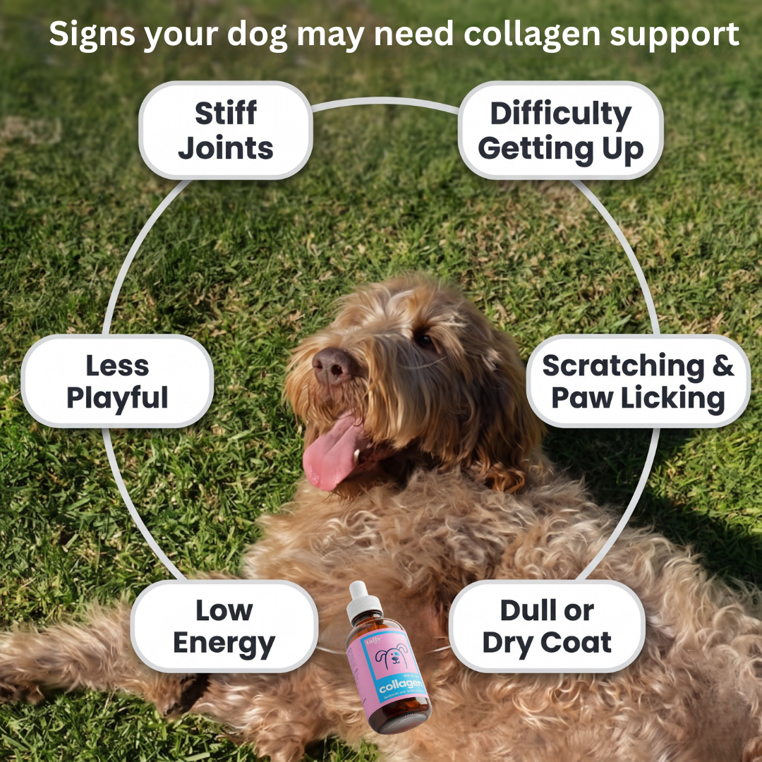 Daily Liquid Collagen