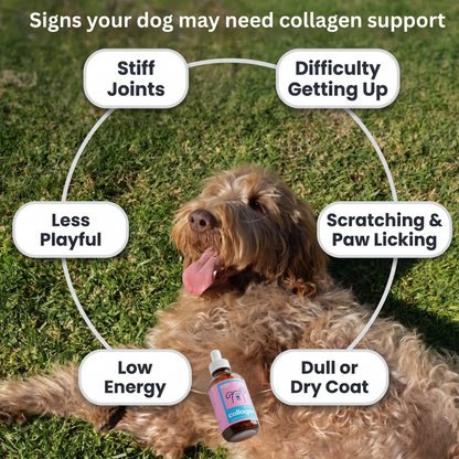 Daily Liquid Collagen